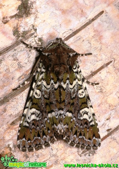 Travařka pestrá - Crypsedra gemmea - Foto G. Ritschel