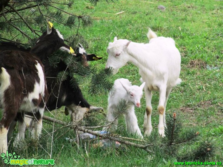 Lesní pastva - Foto Rasťo Salčík