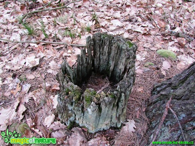 Struktura dřeva - Foto Rasťo Salčík (2)