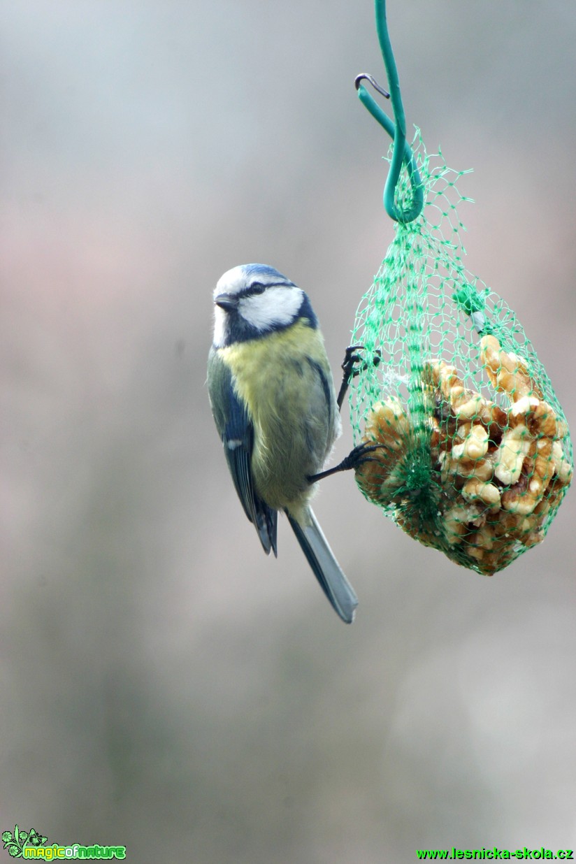 Sýkora modřinka - Parus caeruleus - Foto Gerd Ritschel