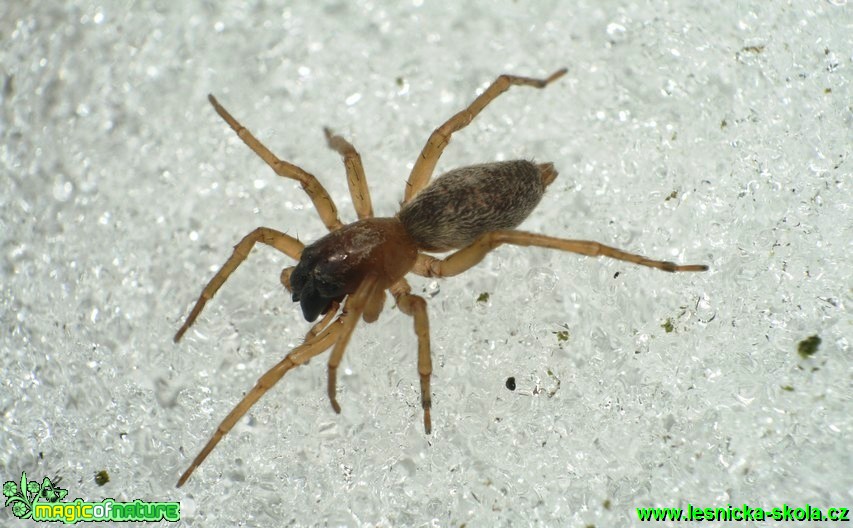 Zápředník - Clubiona stagnatilis 9mm - Foto G. Ritschel