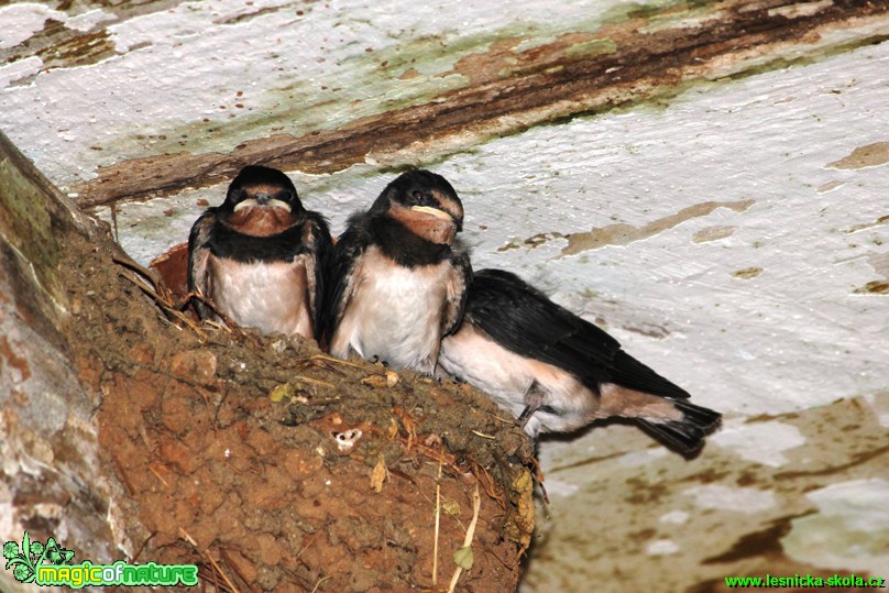 Vlaštovky - Hirundo rustica - Foto Gerd Ritschel (1)