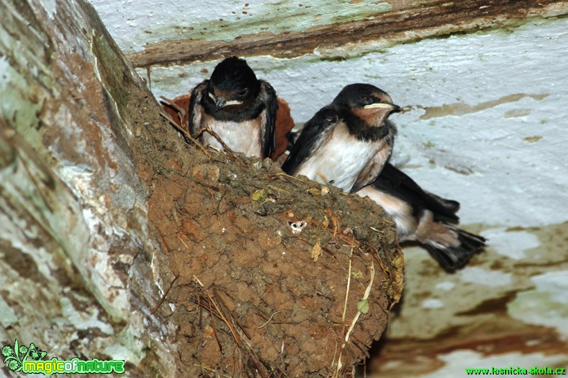 Vlaštovky - Hirundo rustica - Foto Gerd Ritschel (4)