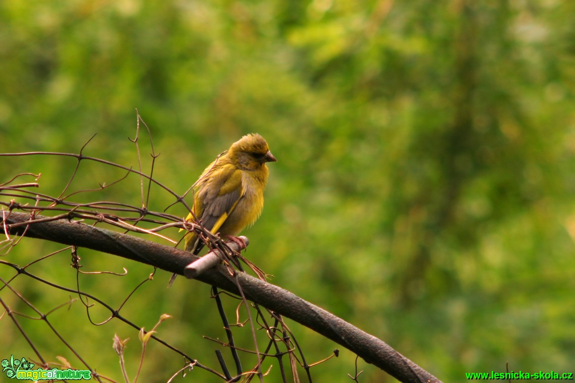 Zvonek zelený - Chloris chloris - Foto Gerd Ritschel (3)