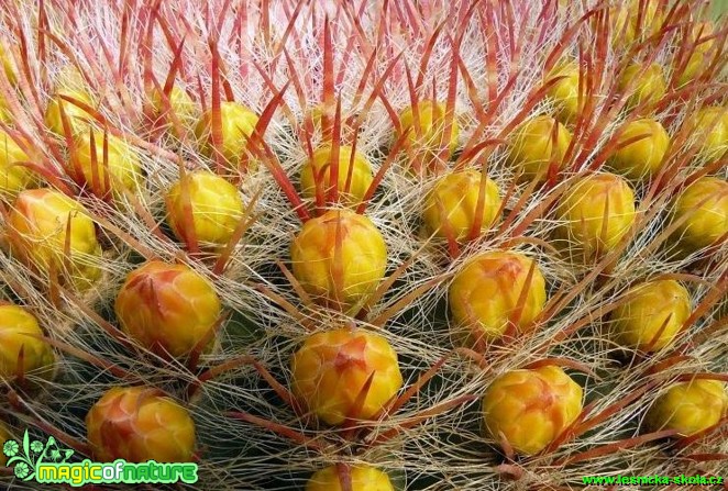 Ferocactus stainesii var. pilosus - Foto Pavel Stančík