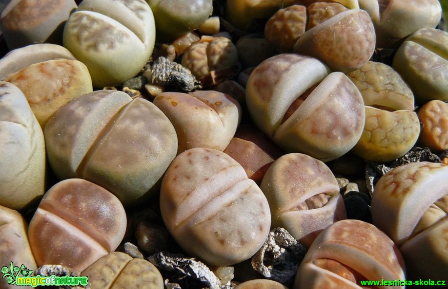 Lithops - živé kameny - Foto Pavel Stančík