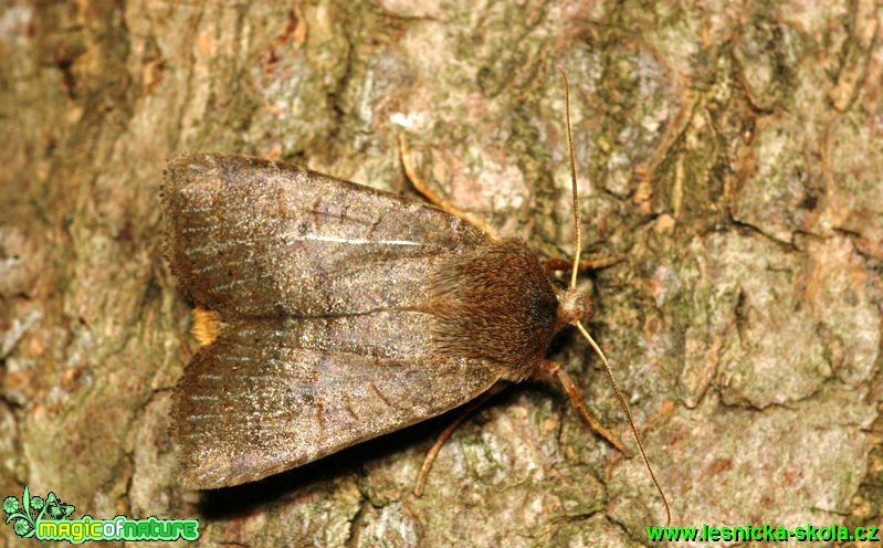 Zimovnice hlohová - Conistra ligula - Foto G. Ritschel