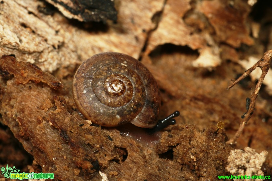 Skalnice kýlnatá - Helicigona lapicida - Foto Gerd Ritschel (3)