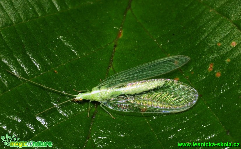 Zlatoočka - Chrysoperla carnea - Foto G. Ritschel