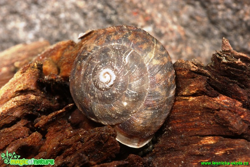 Skalnice kýlnatá - Helicigona lapicida - Foto Gerd Ritschel