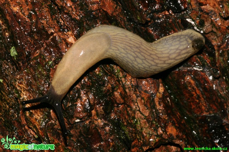 Slimáček síťkovaný - Derocerus reticulatum - Foto Gerd Ritschel