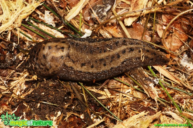 Slimák největší - Limax maximus - Foto Gerd Ritschel (2)