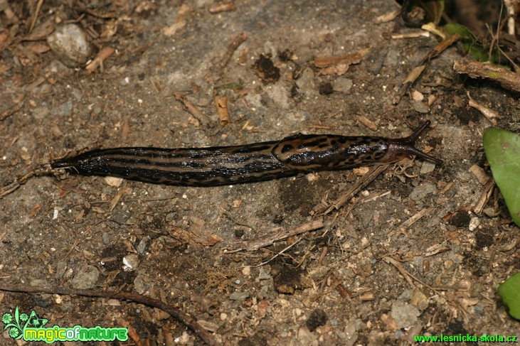 Slimák největší - Limax maximus - Foto Gerd Ritschel