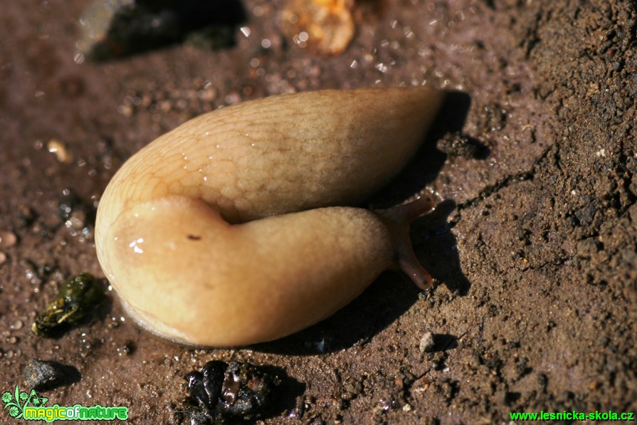 Slimák žlutý - Malacolimax tenellus 25mm - Foto Gerd Ritschel (1)