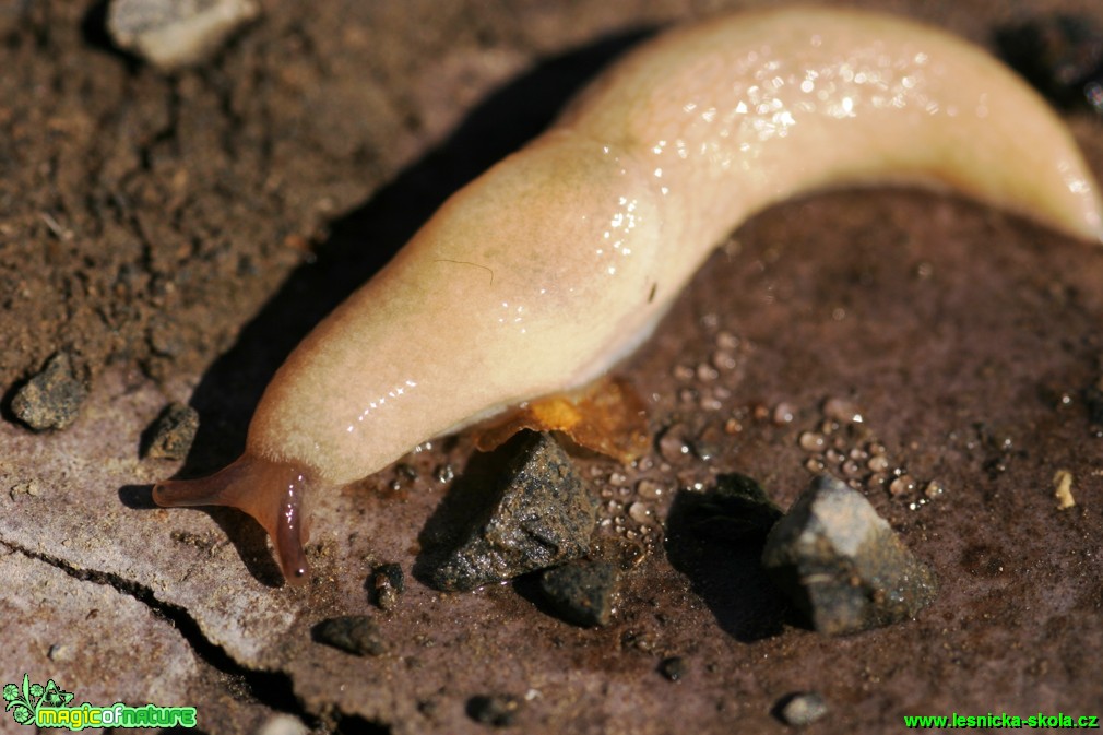 Slimák žlutý - Malacolimax tenellus 25mm - Foto Gerd Ritschel (2)