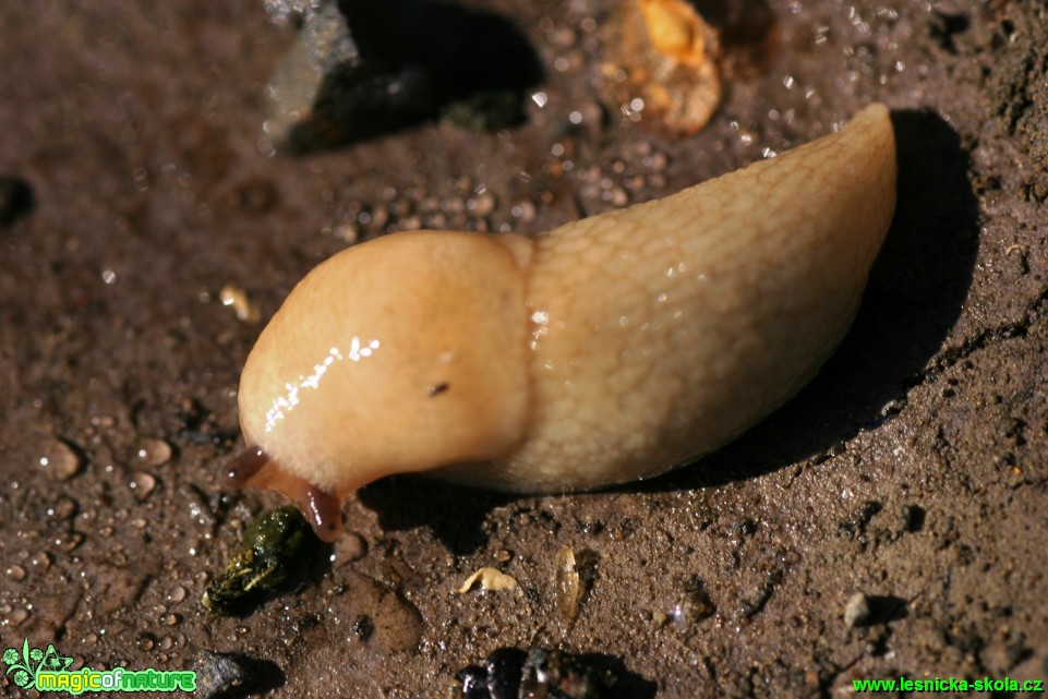 Slimák žlutý - Malacolimax tenellus 25mm - Foto Gerd Ritschel