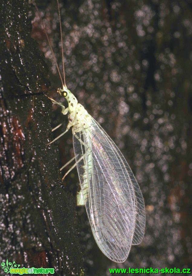 Zlatoočka skvrnitá - Chrysopa perla - Foto G. Ritschel