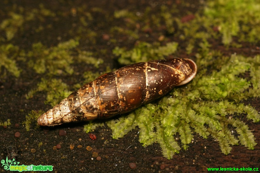 Závornatka drsná - Clausilia dubia - Foto Gerd Ritschel (1)