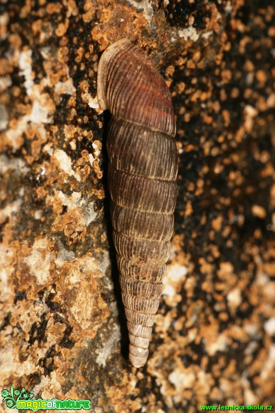 Závornatka drsná - Clausilia dubia - Foto Gerd Ritschel (2)