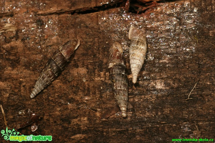 Závornatka drsná - Clausilia dubia - Foto Gerd Ritschel (3)