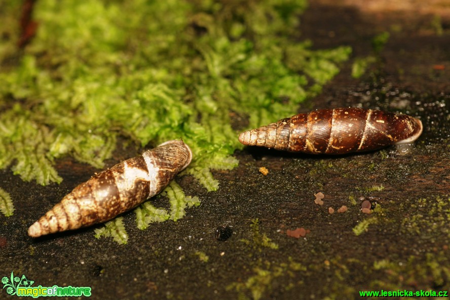 Závornatka drsná - Clausilia dubia - Foto Gerd Ritschel