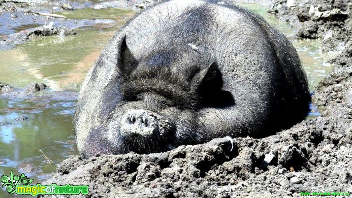 Siesta - Foto Rasťo Salčík