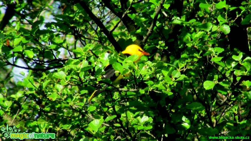 Žluva hajní - Oriolus oriolus - Foto Rasťo Salčík