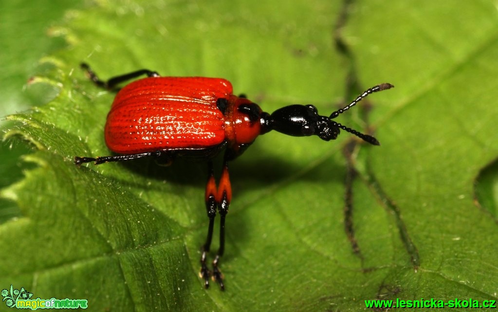 Zobonoska lísková - Apoderus coryli - Foto G. Ritschel