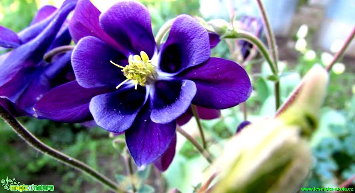 Orlíček - Aquilegia - Foto Rasťo Salčík