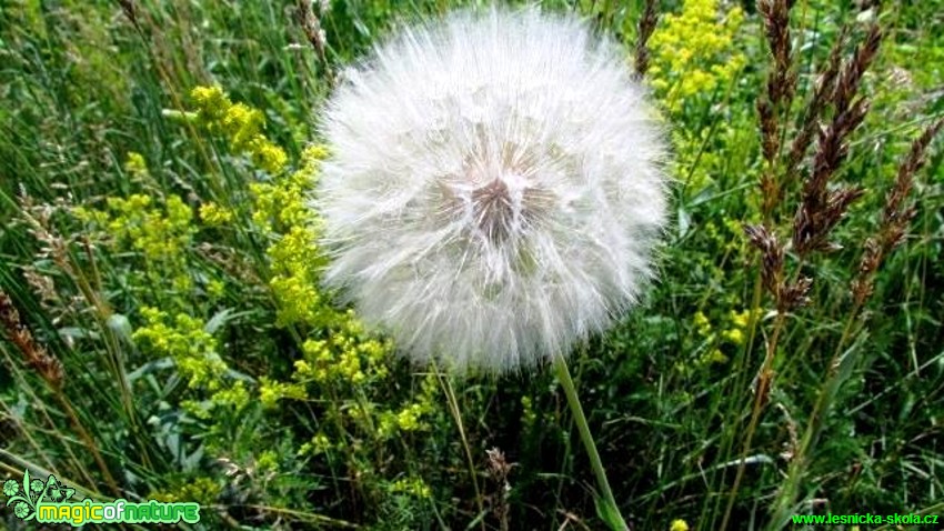 Kozí brada luční - Tragopogon pratensis - Foto Rasťo Salčík (1)