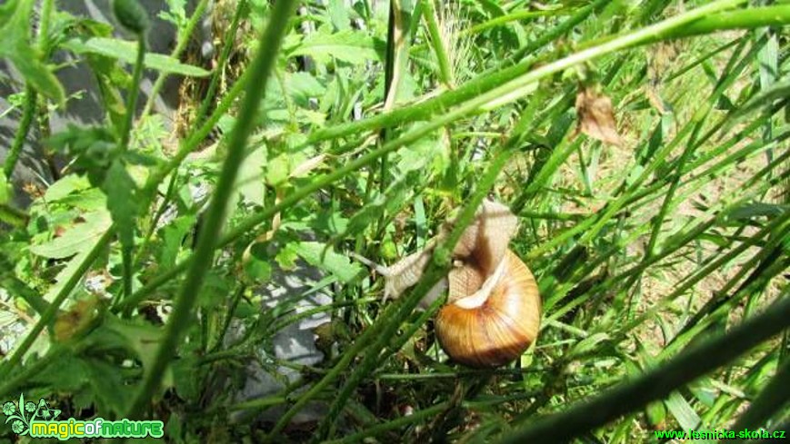 Hlemýžď zahradní - Helix pomatia - Foto Rasťo Salčík