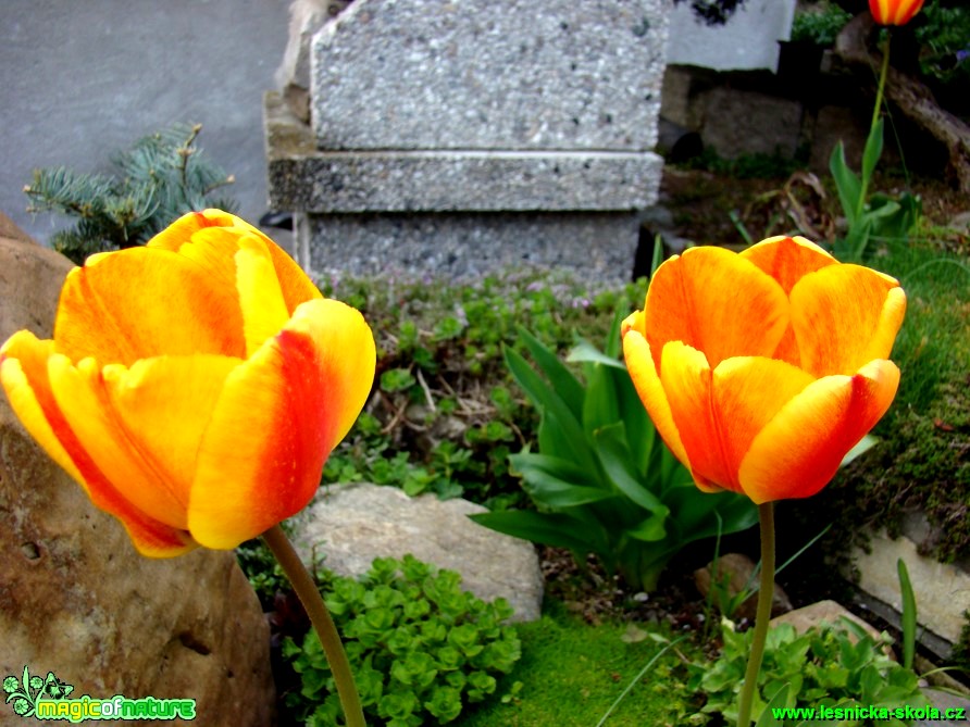 Květy tulipánů - Foto David Hlinka (2)