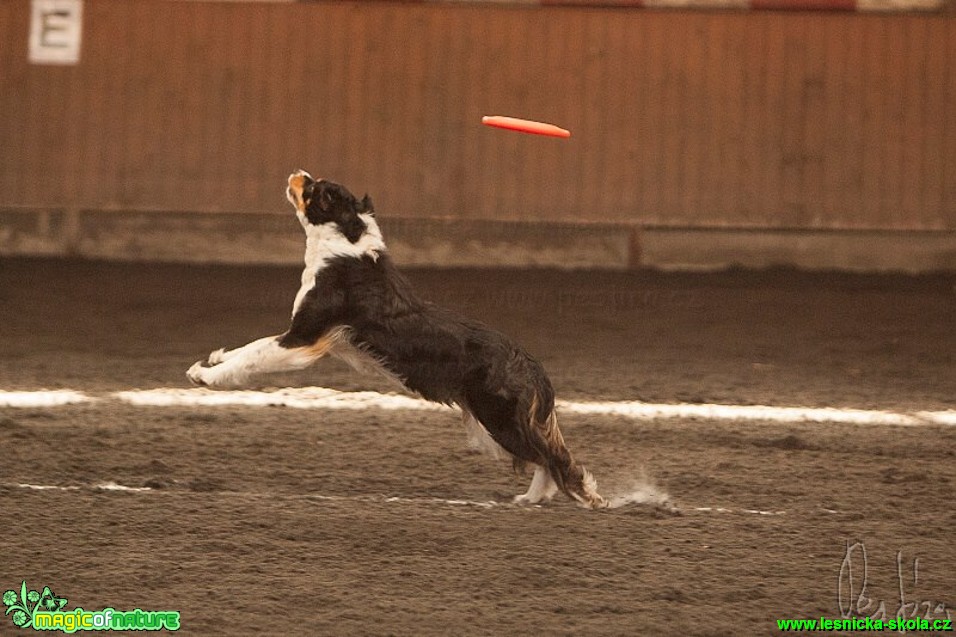 Psí Frisbee - Foto Jiří Křivánek (3)