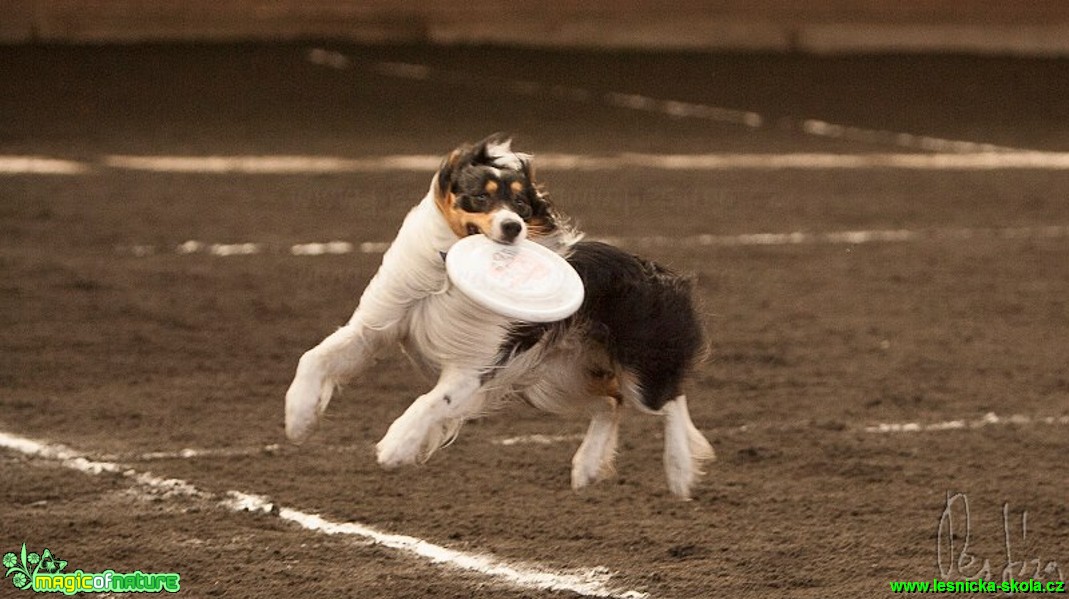 Psí Frisbee - Foto Jiří Křivánek (4)