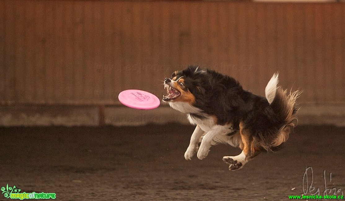 Psí Frisbee - Foto Jiří Křivánek (5)