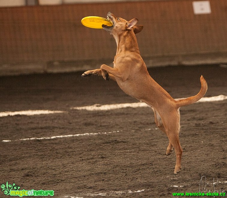 Psí Frisbee - Foto Jiří Křivánek (10)