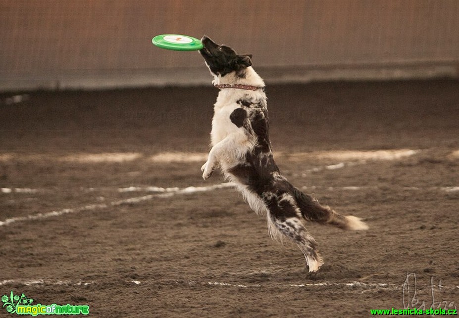 Psí Frisbee - Foto Jiří Křivánek (14)