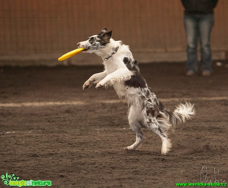 Psí Frisbee - Foto Jiří Křivánek (16)