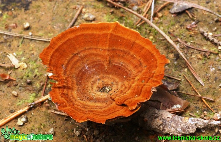 Ďubkatec pohárkovitý - Coltricia perennis - Foto G. Ritschel