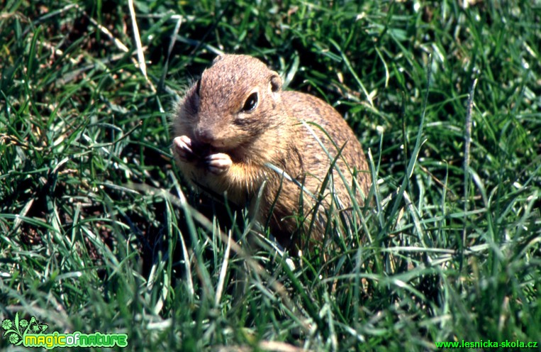 Sysel obecný - Citellus citellus - Foto Gerd Ritschel (3)