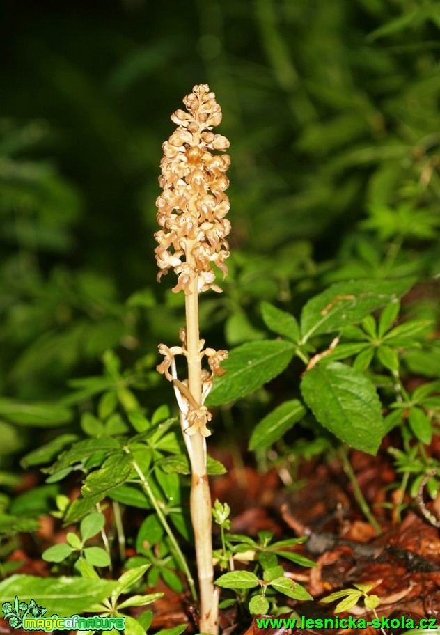 Hlístník hnízdák - Neottia nidus-avis - Foto G. Ritschel