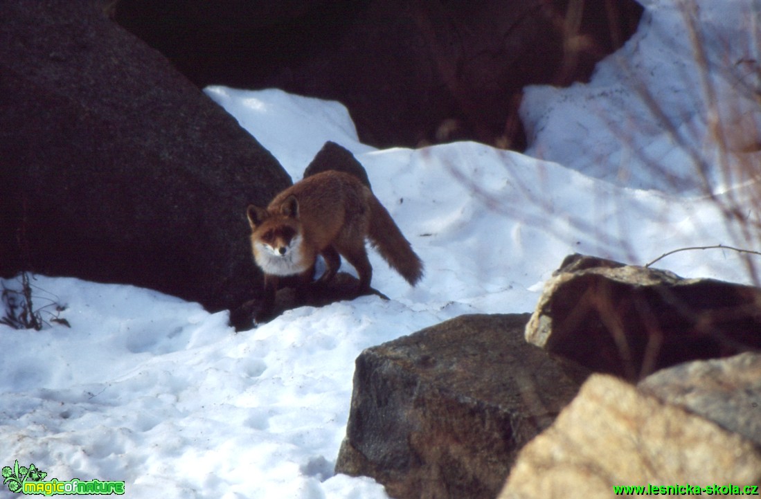 Liška obecná - Vulpes vulpes - Foto Gerd Ritschel (2)