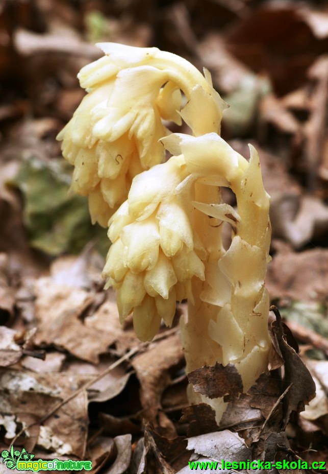 Hnilák smrkový - Monotropa hypopitys - Foto G. Ritschel