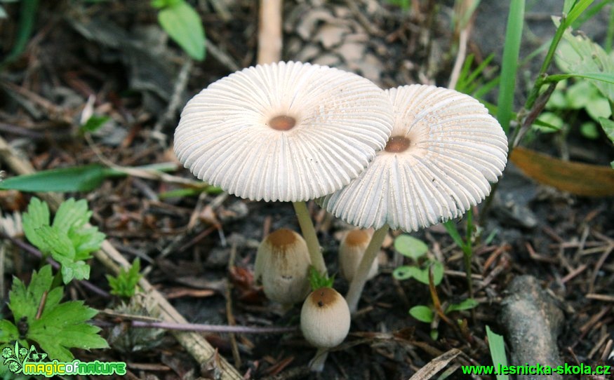 Hnojník řasnatý - Coprinus plicatilis - Foto G. Ritschel