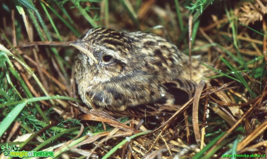 Bramborníček hnědý - Saxicola rubetra - Foto Gerd Ritschel (2)