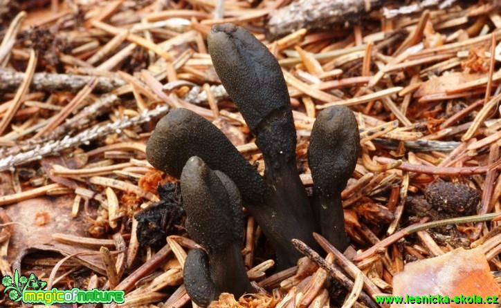 Housenice cizopasná - Cordyceps ophioglossoides - Foto G. Ritschel