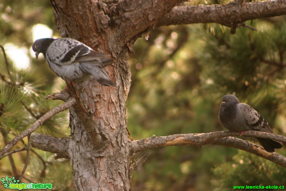 Holub skalní - Columba livia - Foto Gerd Ritschel