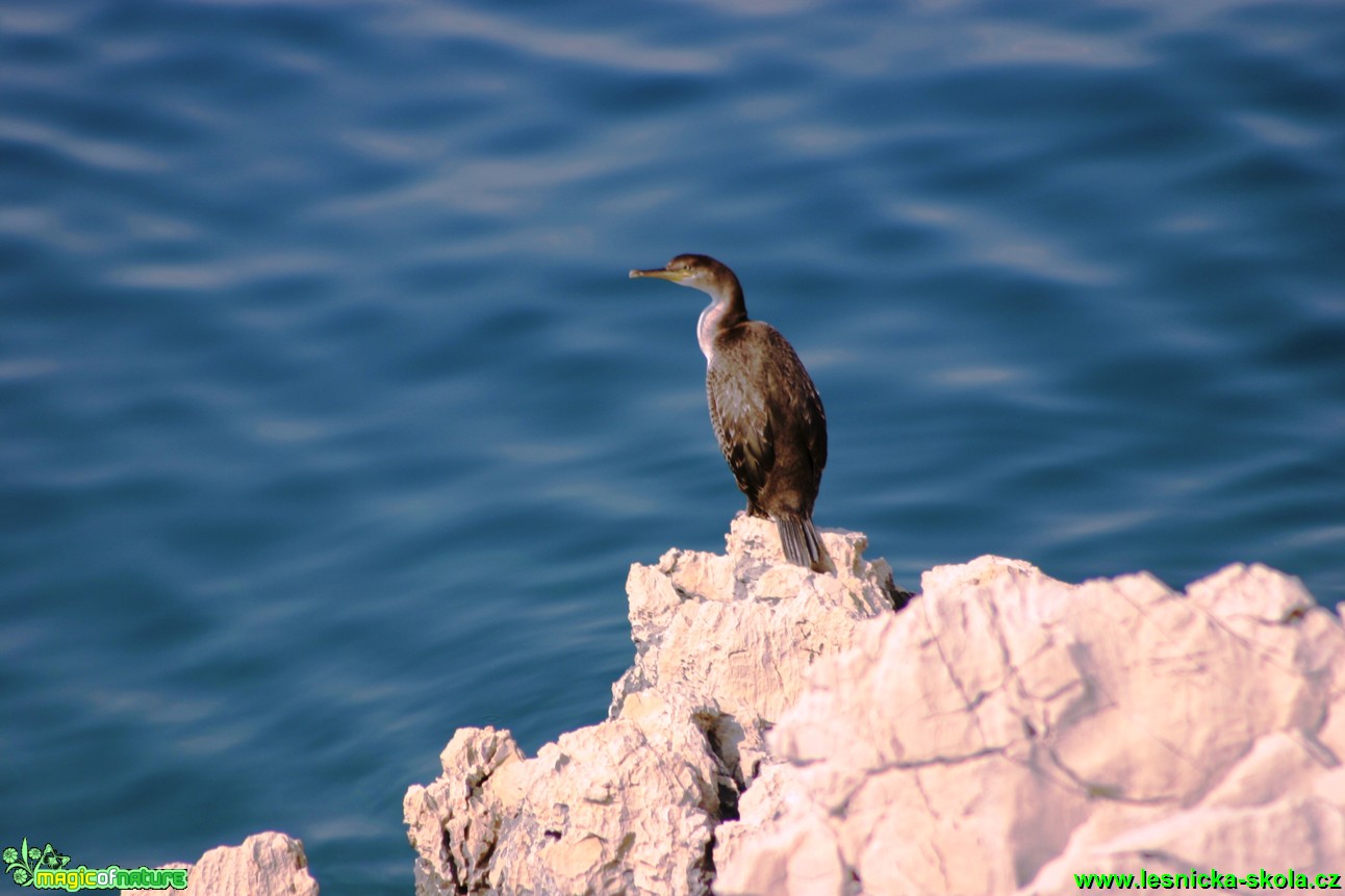 Kormorán velký - Phalacrocorax carbo - Foto Gerd Ritschel (2)