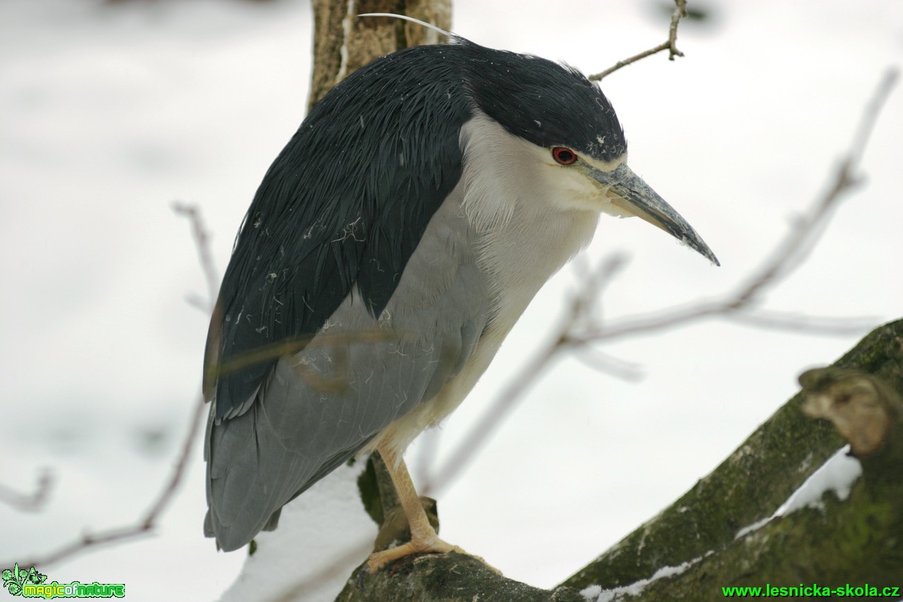 Kvakoš noční - Nycticorax nycticorax - Foto Gerd Ritschel (2)