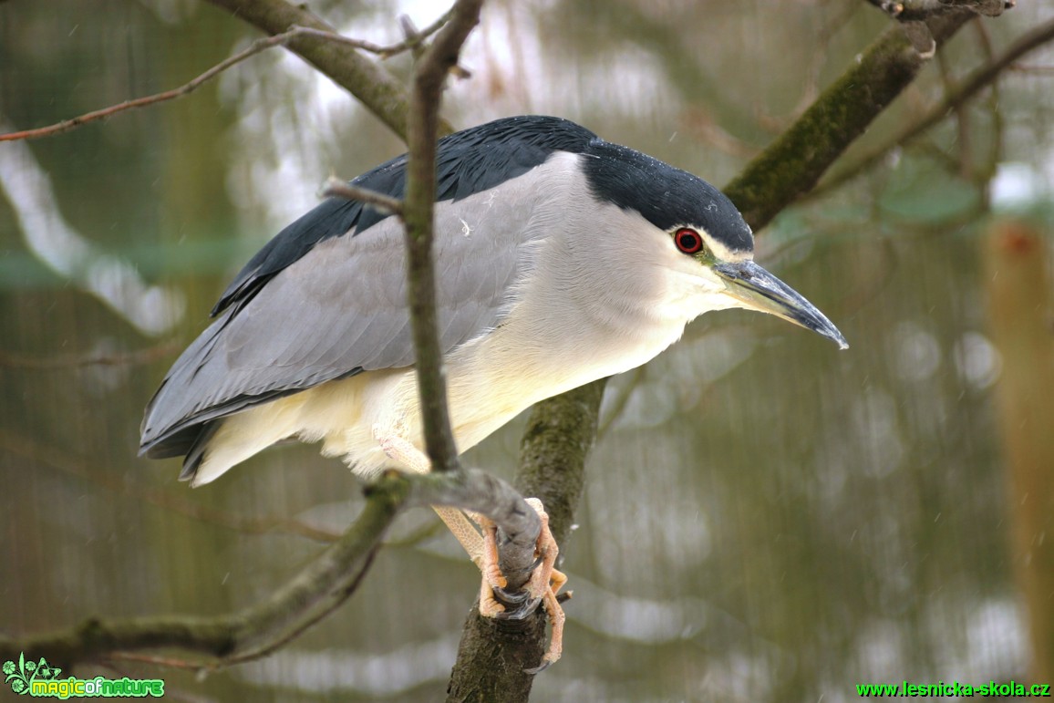 Kvakoš noční - Nycticorax nycticorax - Foto Gerd Ritschel (4)